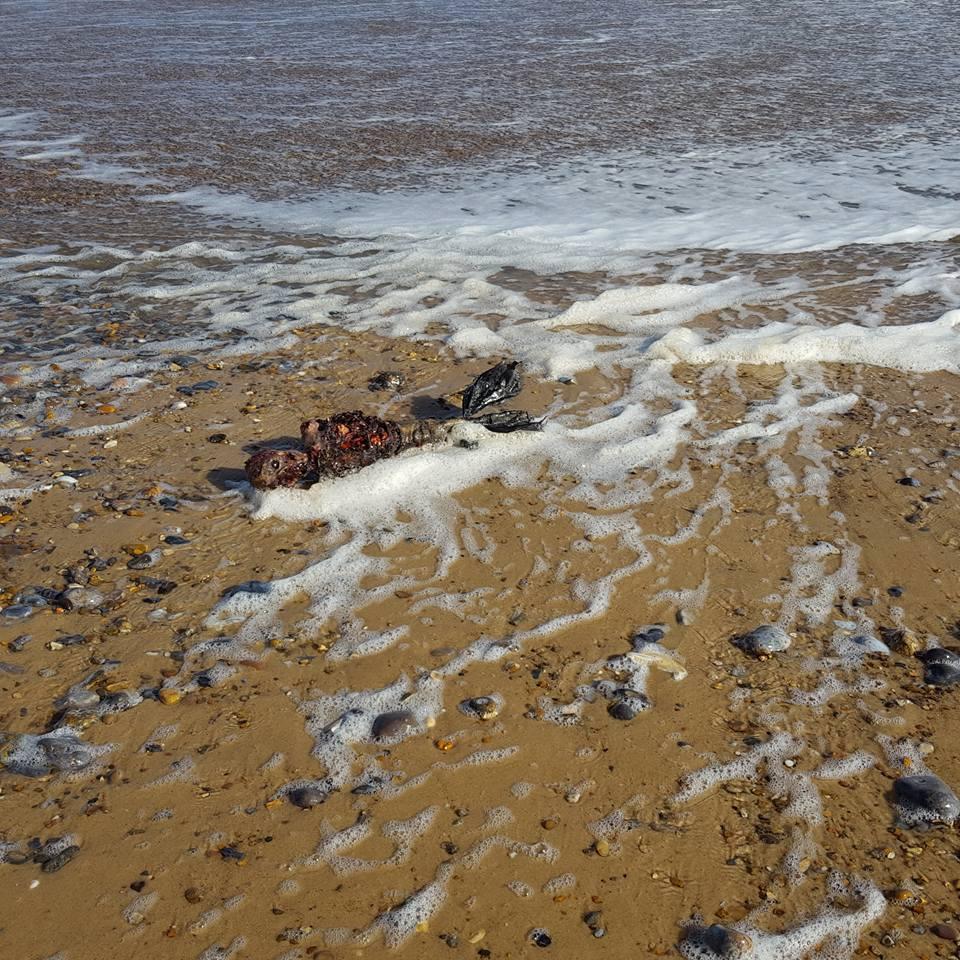 На американский берег выбросило русалку
