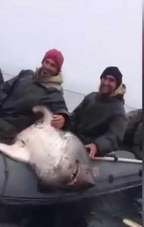 Дагестанские рыбаки поймали акулу в Приморье
