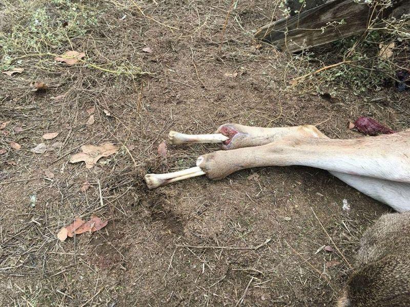 Техасский охотник подстрелил оленя, бегающего на оголенных костях