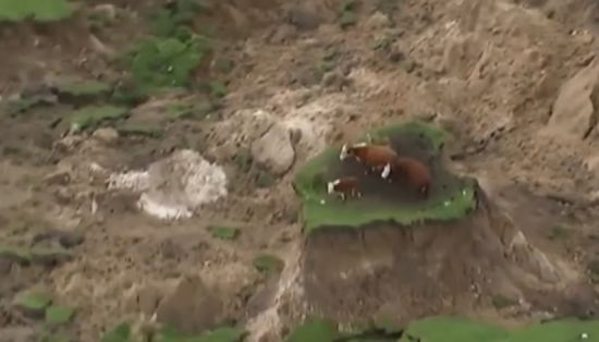 Коровы оказались на «острове» после землетрясения в Новой Зеландии