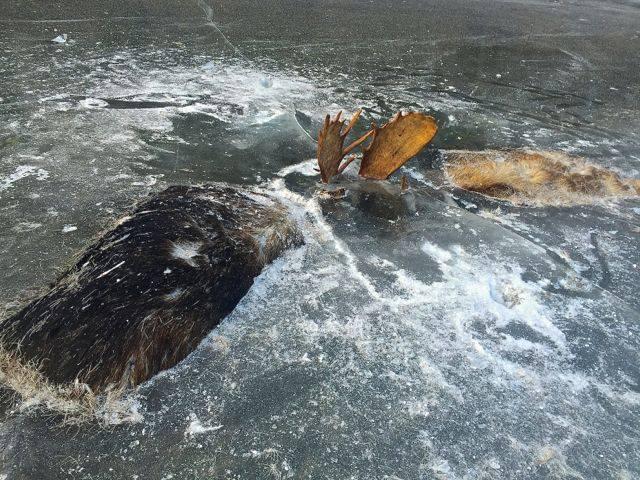 Житель Аляски нашёл двух лосей, зацепившихся рогами и вмёрзших в лёд
