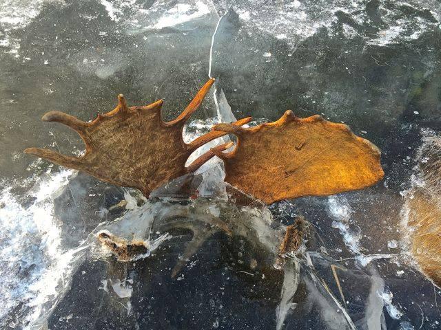 Житель Аляски нашёл двух лосей, зацепившихся рогами и вмёрзших в лёд
