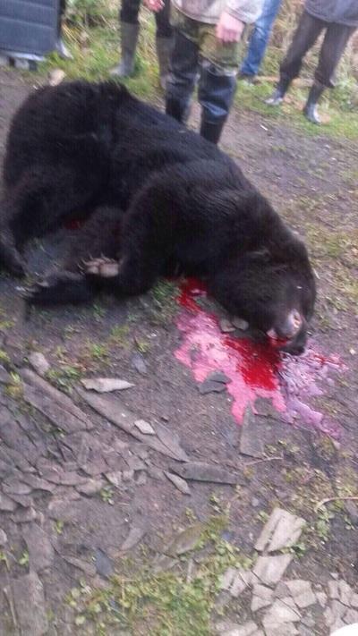 Во время загонной охоты под Тверью, медведь убил двух охотников