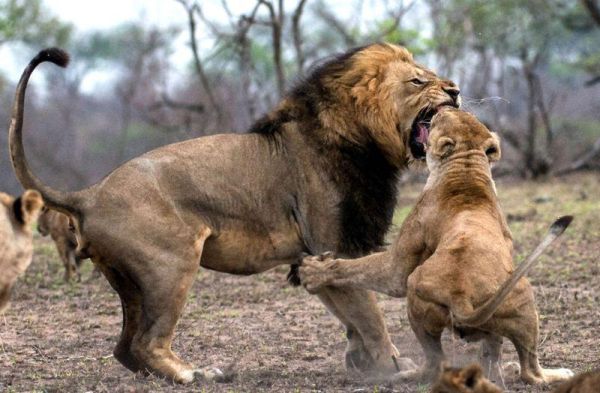 Лев сломал клык в схватке со львицей