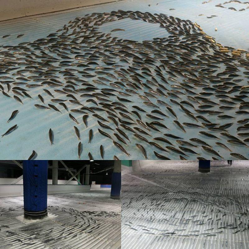 Японский каток с тысячами морских обитателей, вмороженных в лед