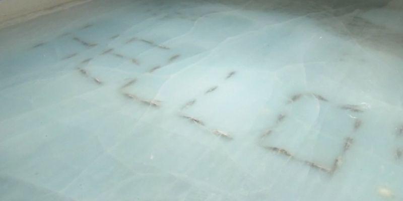 Японский каток с тысячами морских обитателей, вмороженных в лед