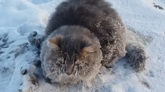 Кот вмёрз в лёд