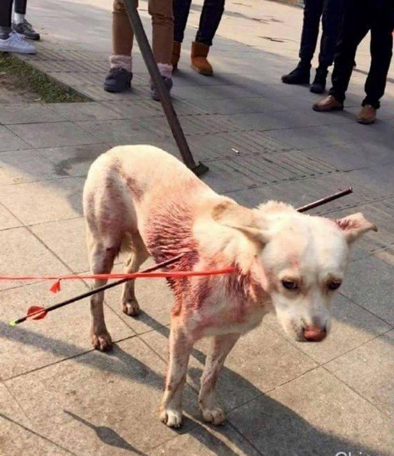Охотник на собак всадил в пса две стрелы, но тому удалось выжить