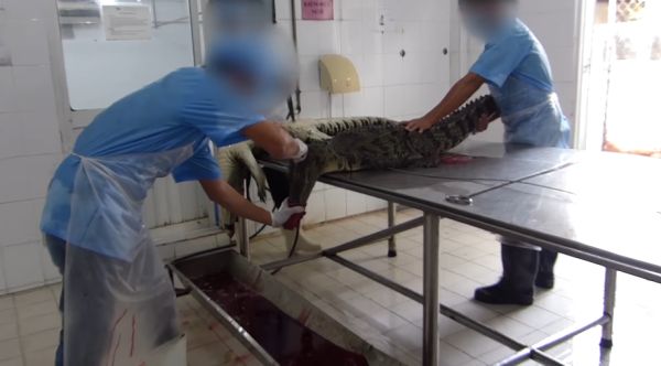 Жесткое видео с крокодиловой фермы во Вьетнаме