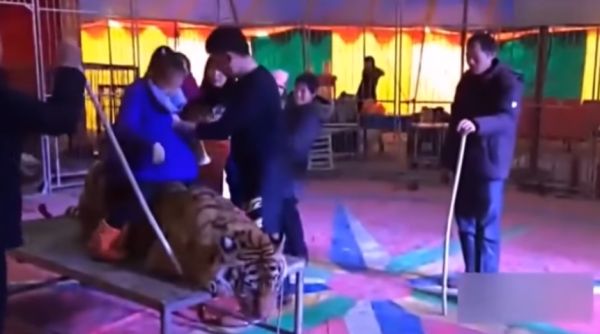 В китайском цирке амурского тигра связали, чтобы посетители садились на него и делали фото