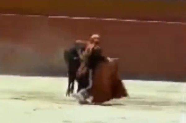 Танец смерти и страсти: бык попытался изнасиловать матадора во время поединка