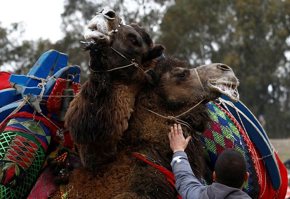Бои верблюдов на ежегодном фестивале в Турции