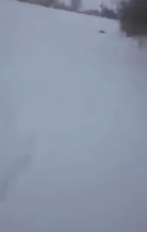 Охотник голыми руками спас провалившихся под лёд кабанов