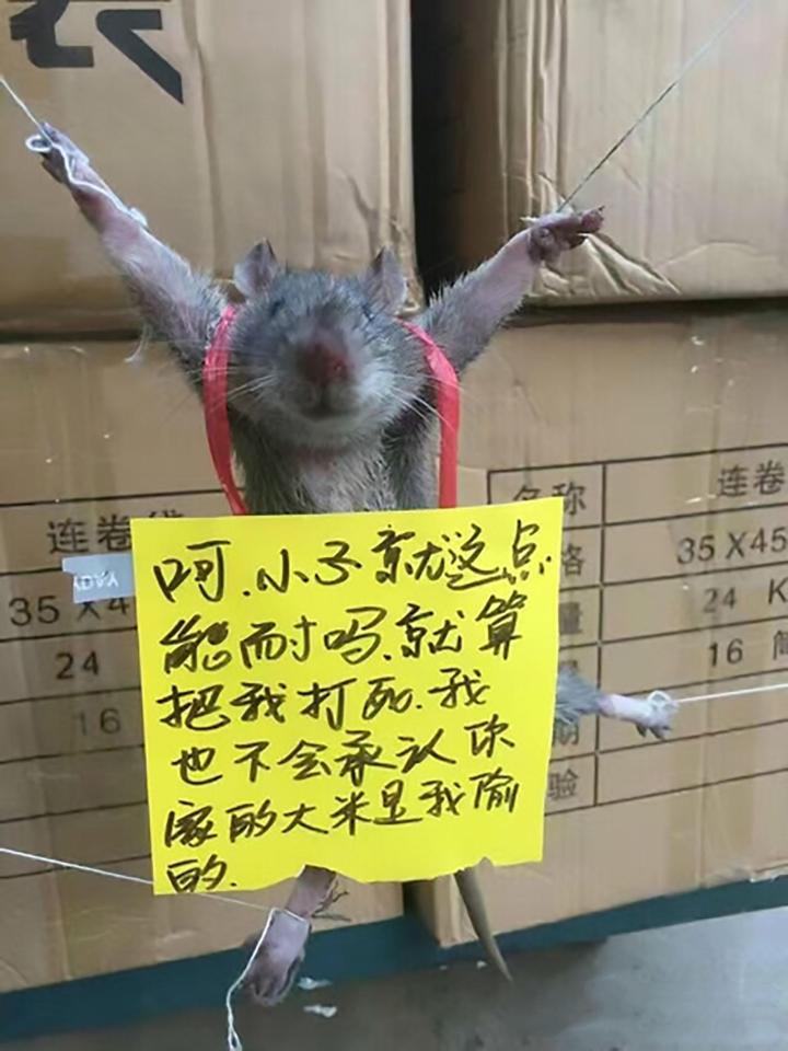 В Китае публично распяли крысу, воровавшую рис