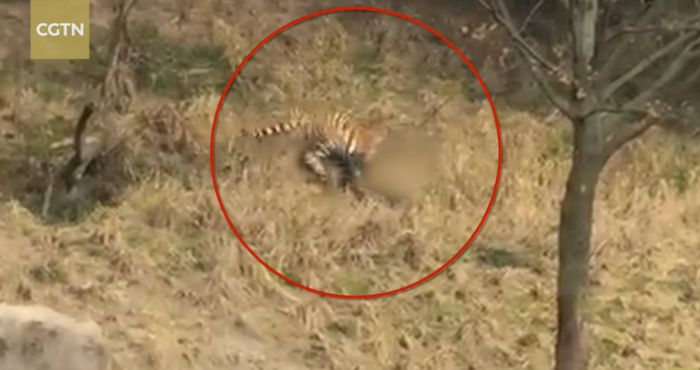 Очевидцы запечатлели на видео нападение тигров на посетителя зоопарка в Китае