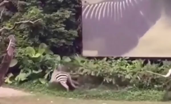 В зоопарке Китая зебра напала на работника