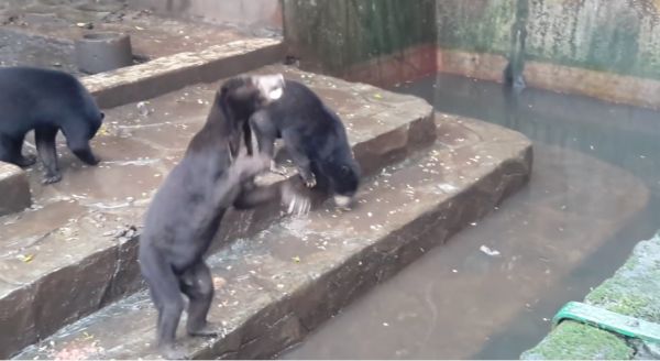 Замучанные голодом медведи выпрашивают еду у посетителей зоопарка