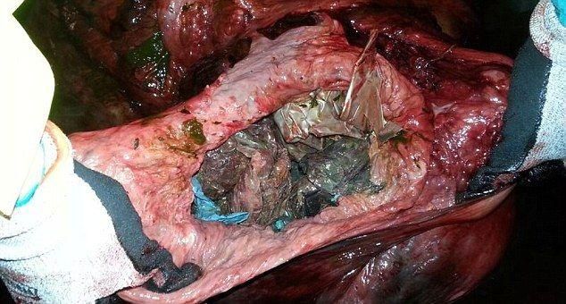 В желудке мертвого кита был целый склад пластиковых пакетов