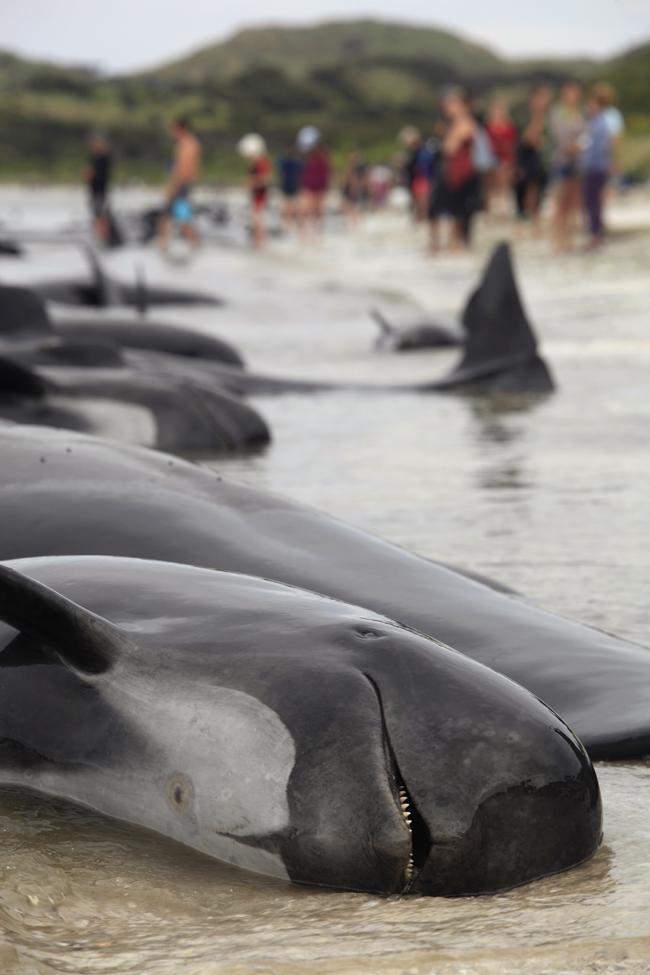В Новой Зеландии на берег выбросилось более 400 китов