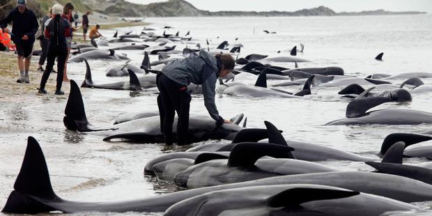 В Новой Зеландии на берег выбросилось более 400 китов