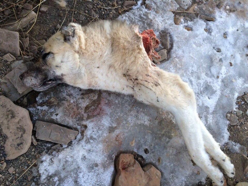 В Алексеевской районе Татарстана волки вошли в деревню и разорвали собак