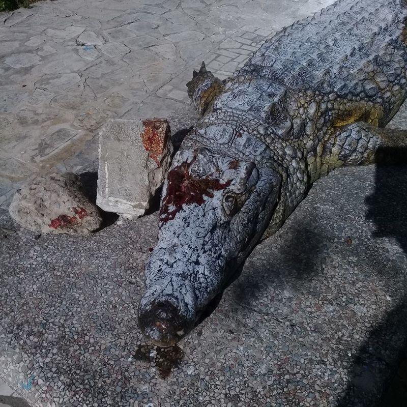 Печальная судьба крокодила в тунисском зоопарке