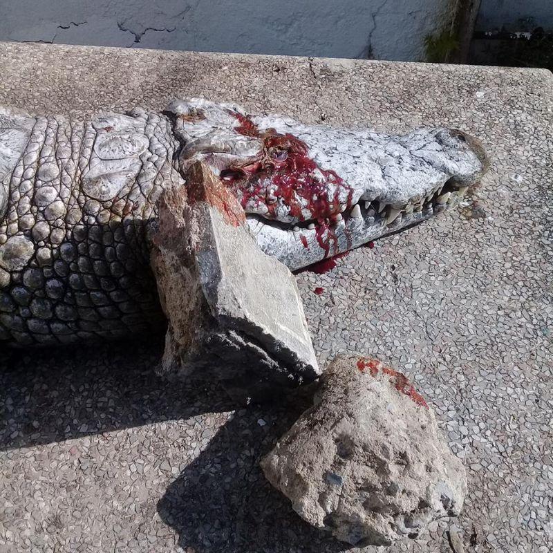 Печальная судьба крокодила в тунисском зоопарке