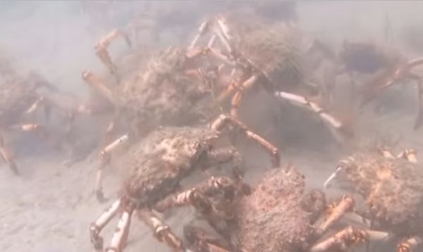 «Кадр из фильма „Чужой"»: миграция тысяч крабов-пауков у побережья Австралии