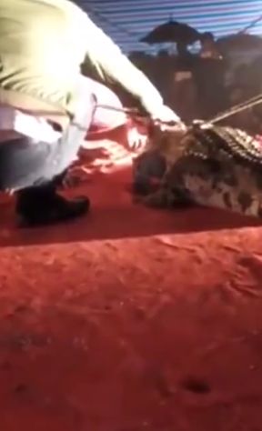 Во Вьетнаме крокодил цапнул за лицо помощника дрессировщика