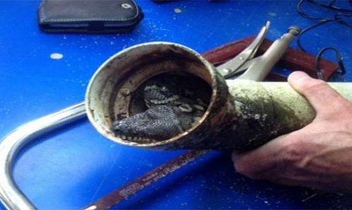 Австралийский сантехник прочищал засор в трубе, который оказался застрявшим питоном
