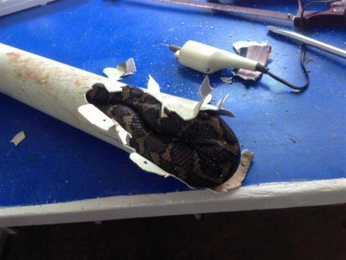 Австралийский сантехник прочищал засор в трубе, который оказался застрявшим питоном