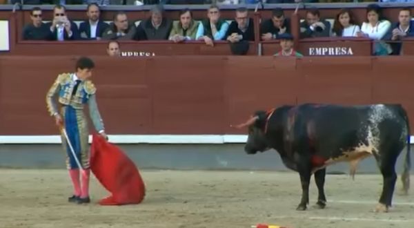 Этот порвался, несите следующего - в Мадриде бык порвал тореадора