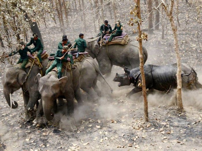 В Непале индийский носорог напал на освободиших его людей
