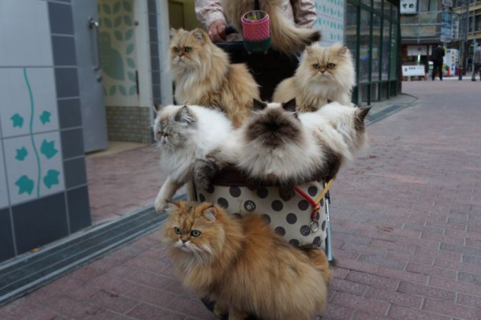 Японец гуляет по улицам с полной коляской котов