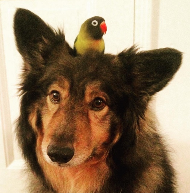 Собака и попугай – лучшие друзья!