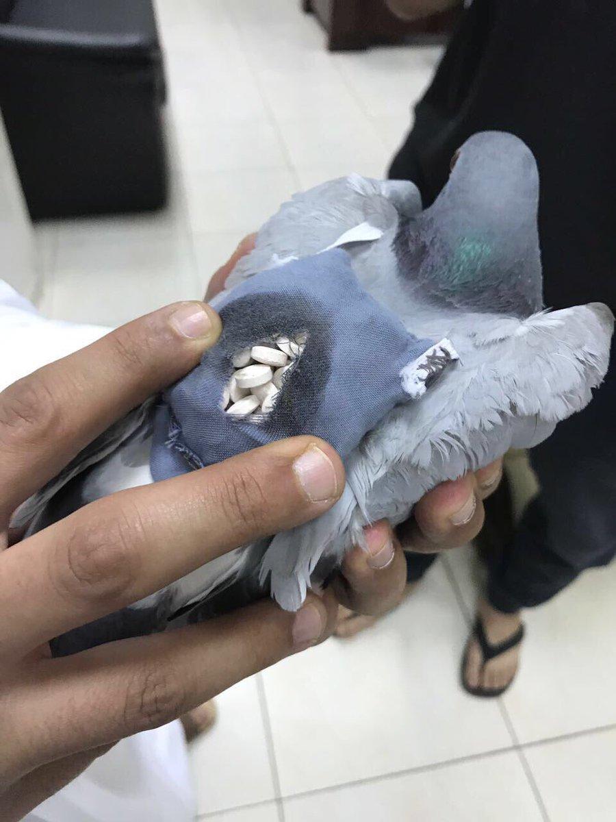 В Кувейте поймали голубя, у которого в рюкзачке были наркотики