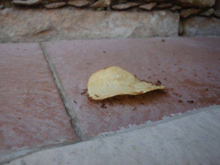 Муравьи переносят чипсы вверх по стене