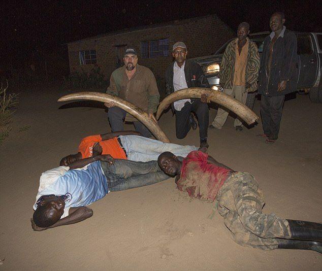 В Замбии повязали матерых браконьеров со слоновьими бивнями на руках
