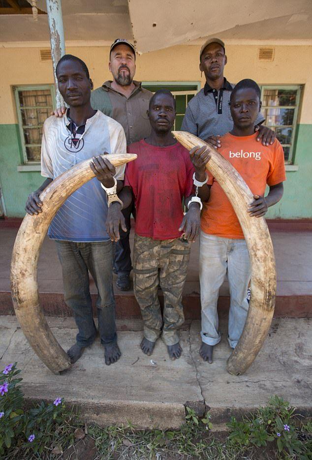 В Замбии повязали матерых браконьеров со слоновьими бивнями на руках