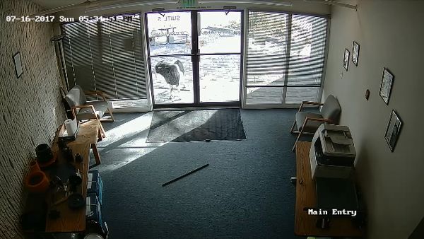 Бесстрашный козел-вандал разбил стеклянные двери офиса