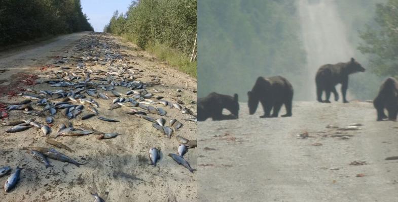 Счастье привалило: медведи сожрали тонну рыбы, выпавшую из перевернувшегося КамАЗа
