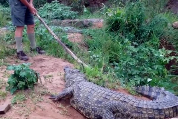Нападение самки крокодила на человека