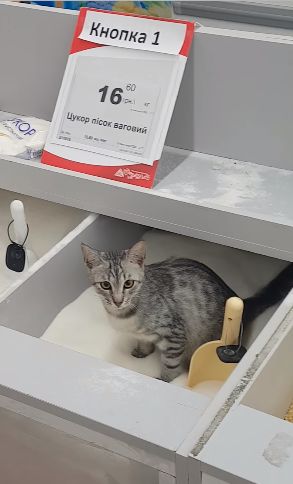 В Киевском супермаркете кот справил нужду в лоток с сахаром
