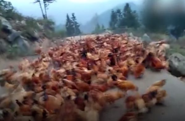 Китайский фермер блестяще выдрессировал стаю своих куриц