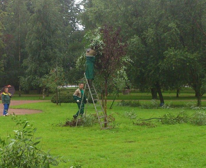 Питерские коммунальщики примотали скотчем ветки к мертвым деревьям, чтобы победить в конкурсе "Уютный сад"