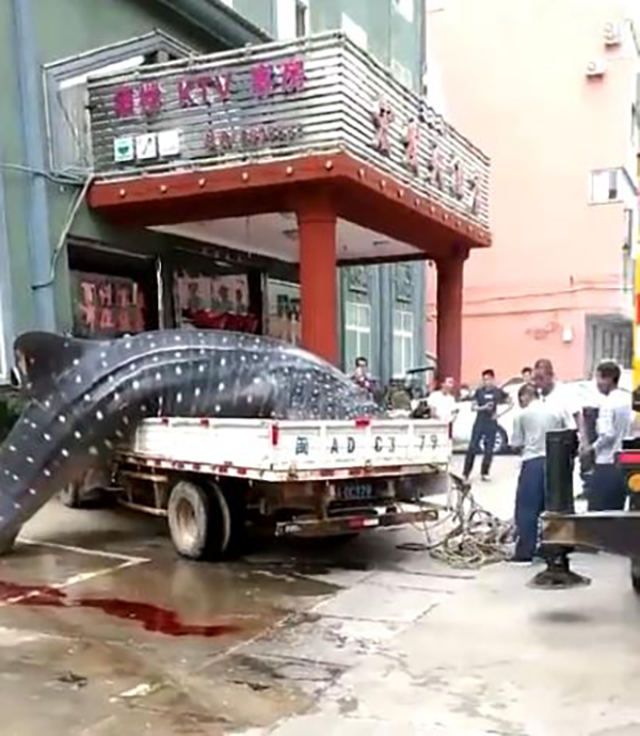 Китайские рыбаки колесили по улицам города с мертвой китовой акулой