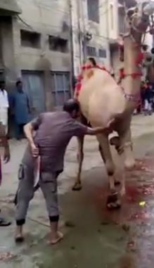 Жертвенный верблюд убил своего палача
