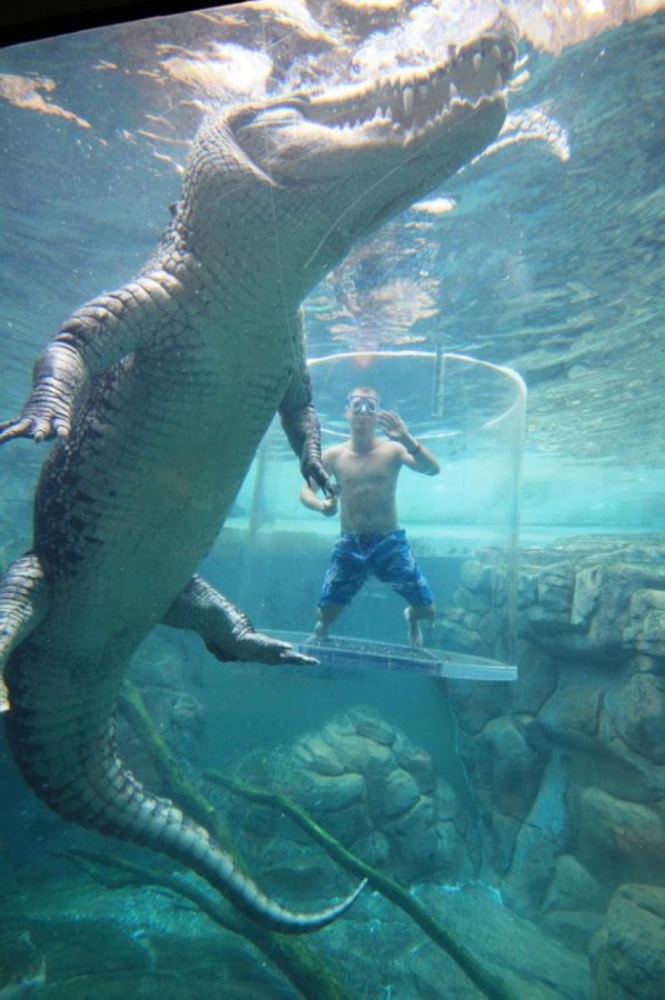 Туристы платят $150, чтобы поплавать рядом с крокодилами