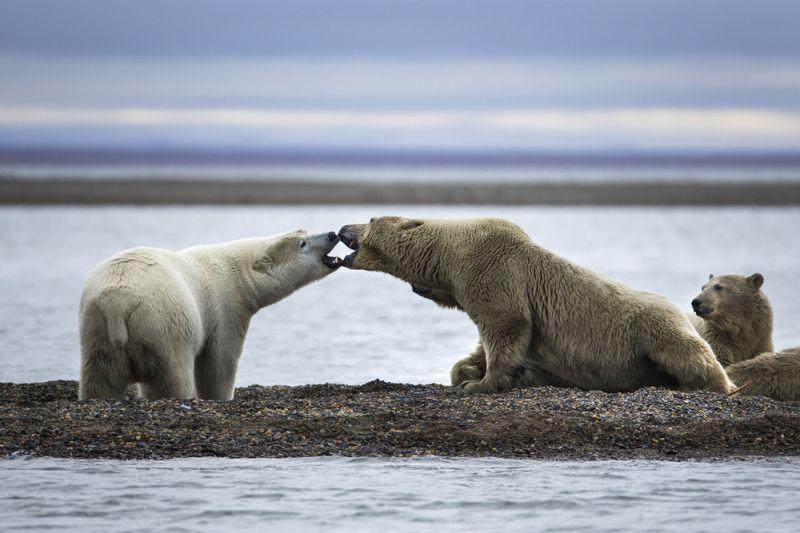 Голод не тетка: почему белые медведи стали жить рядом с людьми