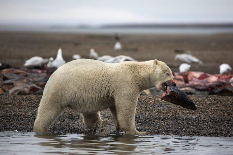 Голод не тетка: почему белые медведи стали жить рядом с людьми
